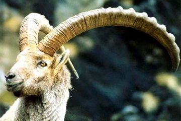 Fauna - Stamabecco
